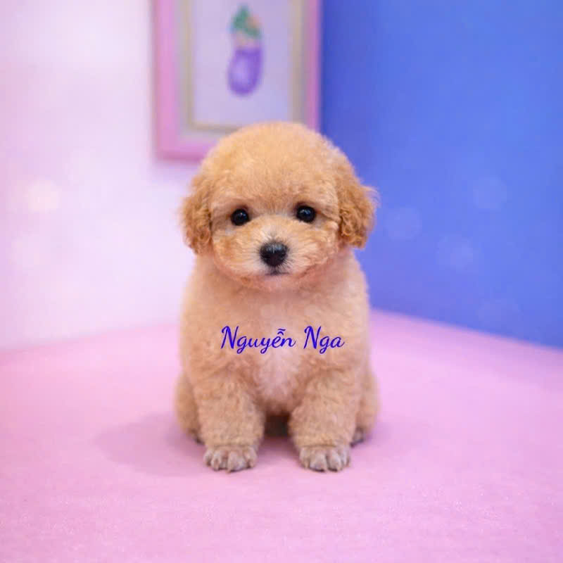 Chó Poodle - PD 18600